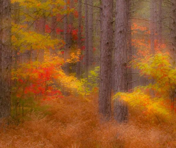 Michigan Soft focus of a forest in autumn color